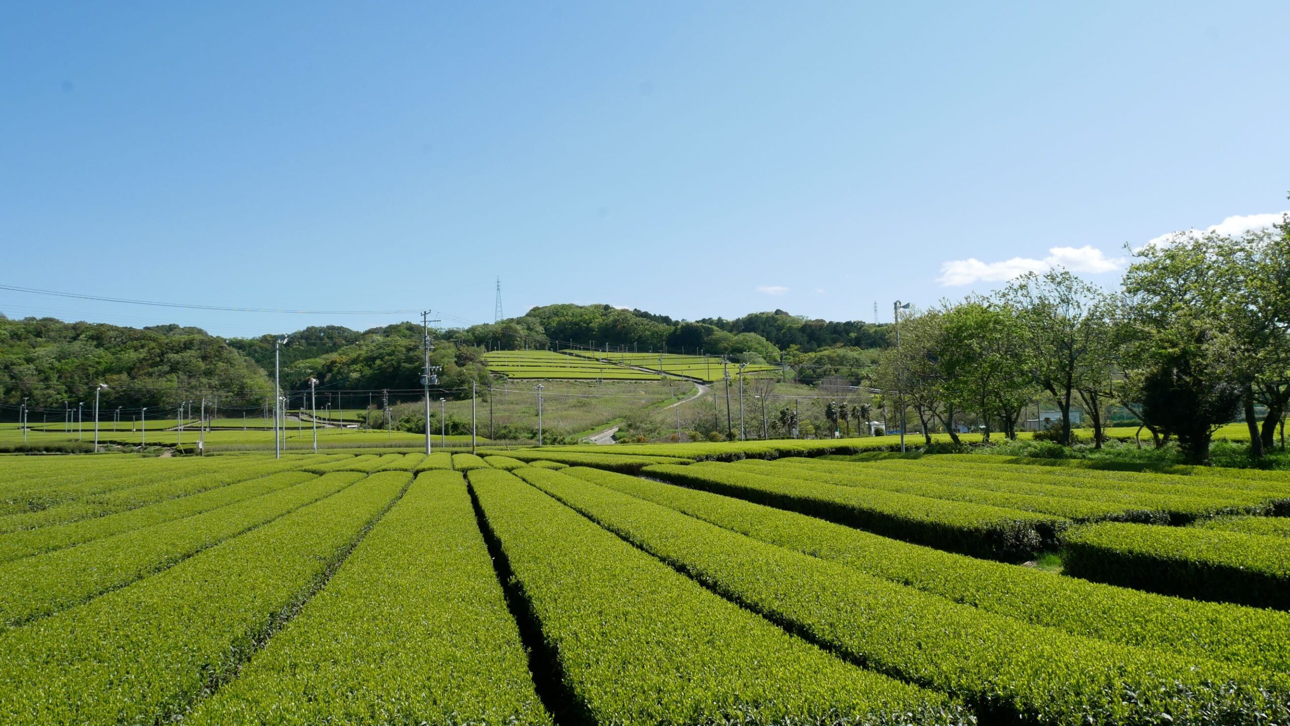 新茶・茶園風景-scaled %